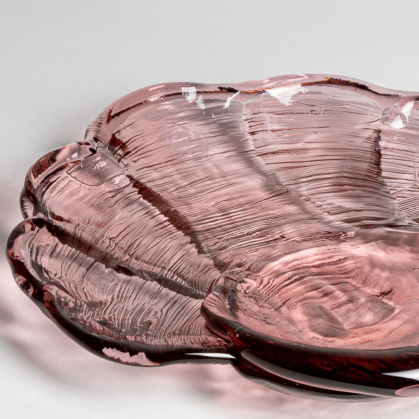 Venus Clam